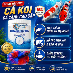 Betaine hcl dùng cho cá koi, cá cảnh